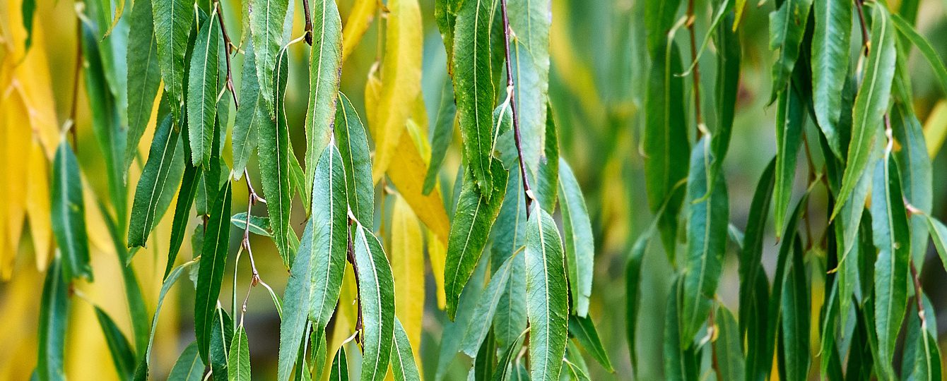 TW-willowleaves-1340x600